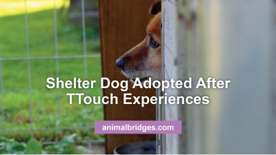 shelter-dog-adopted