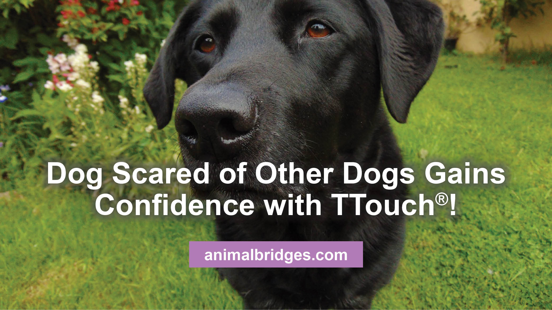 dog-scared-of-other-dogs - Animal Bridges