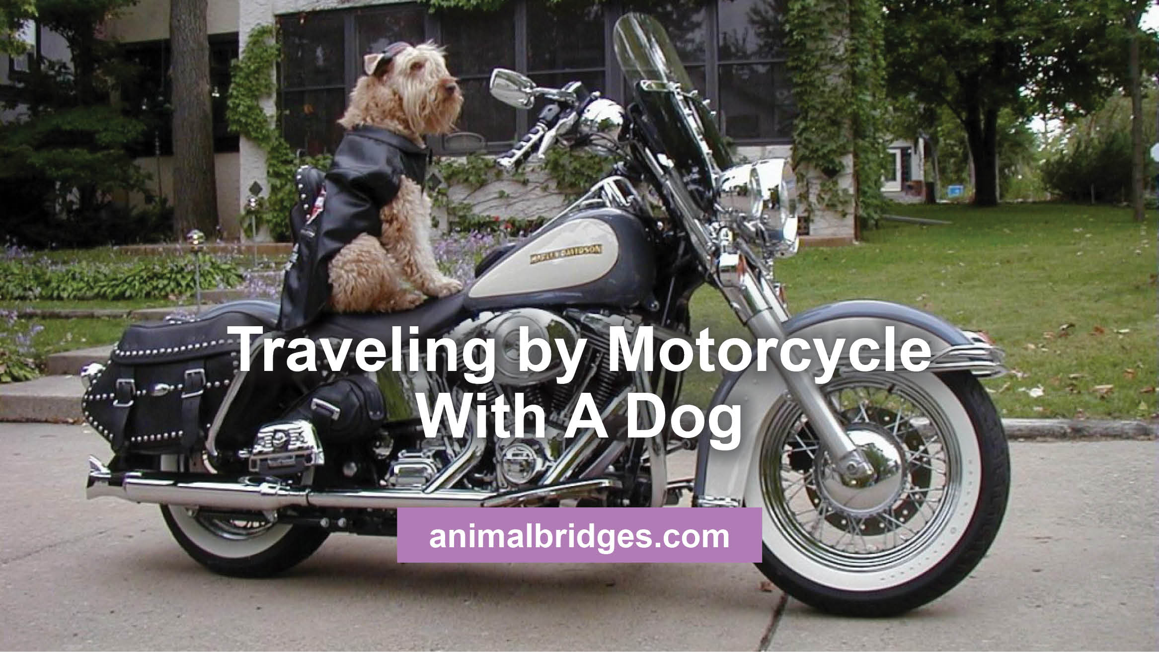 Traveling by Motorcycle With A Dog