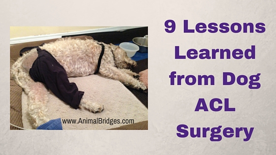 9 Lessons Learned From Dog ACL Surgery And Recovery