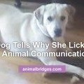 Dog tells why she licks in animal communication.