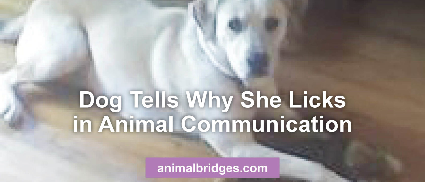 Dog tells why she licks in animal communication.