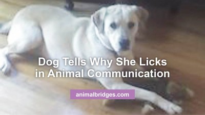 Dog tells why she licks in animal communication.