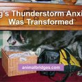 dog anxiety issues and animal communication