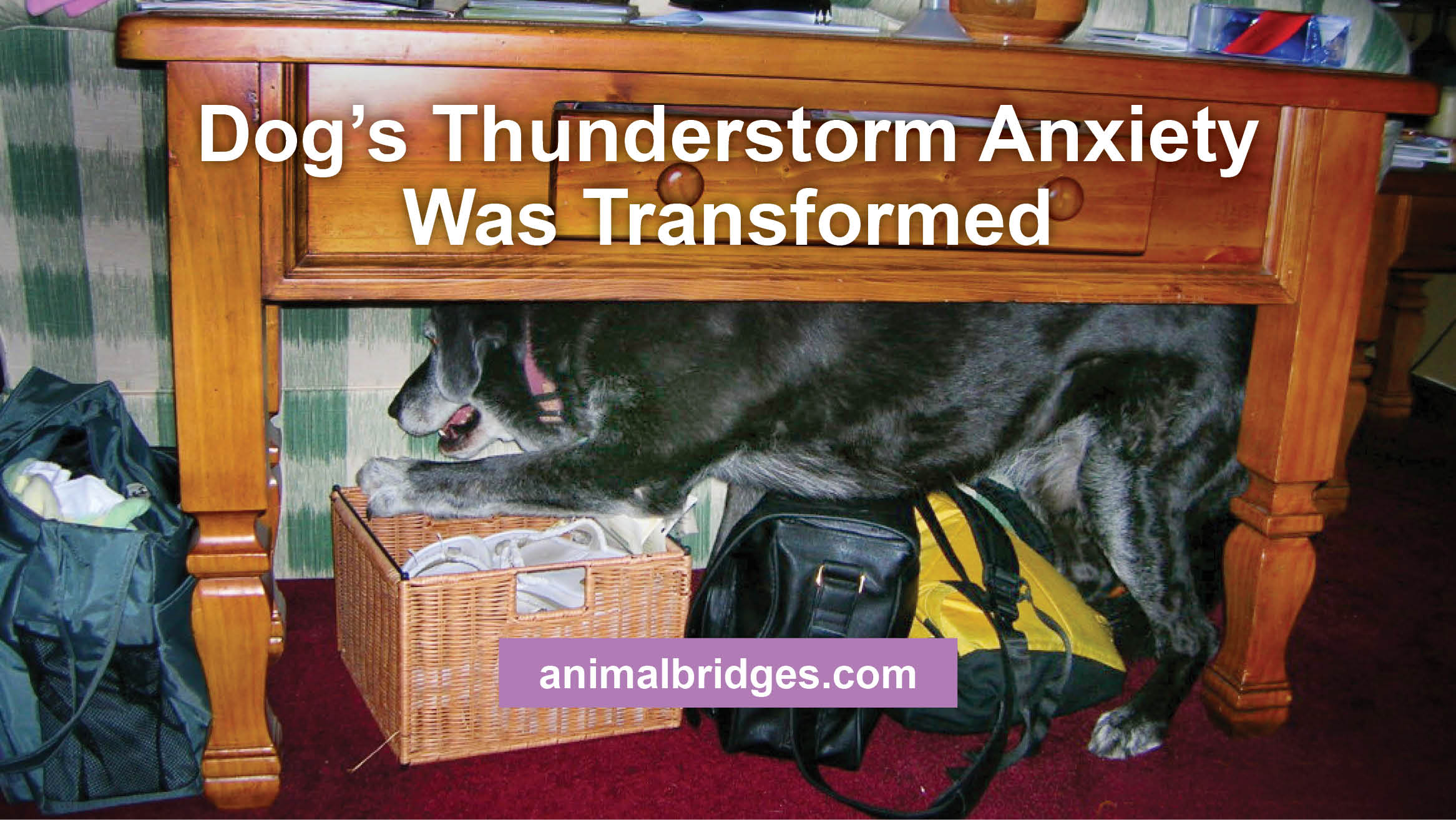 Dog's Thunderstorm Anxiety Was Transformed