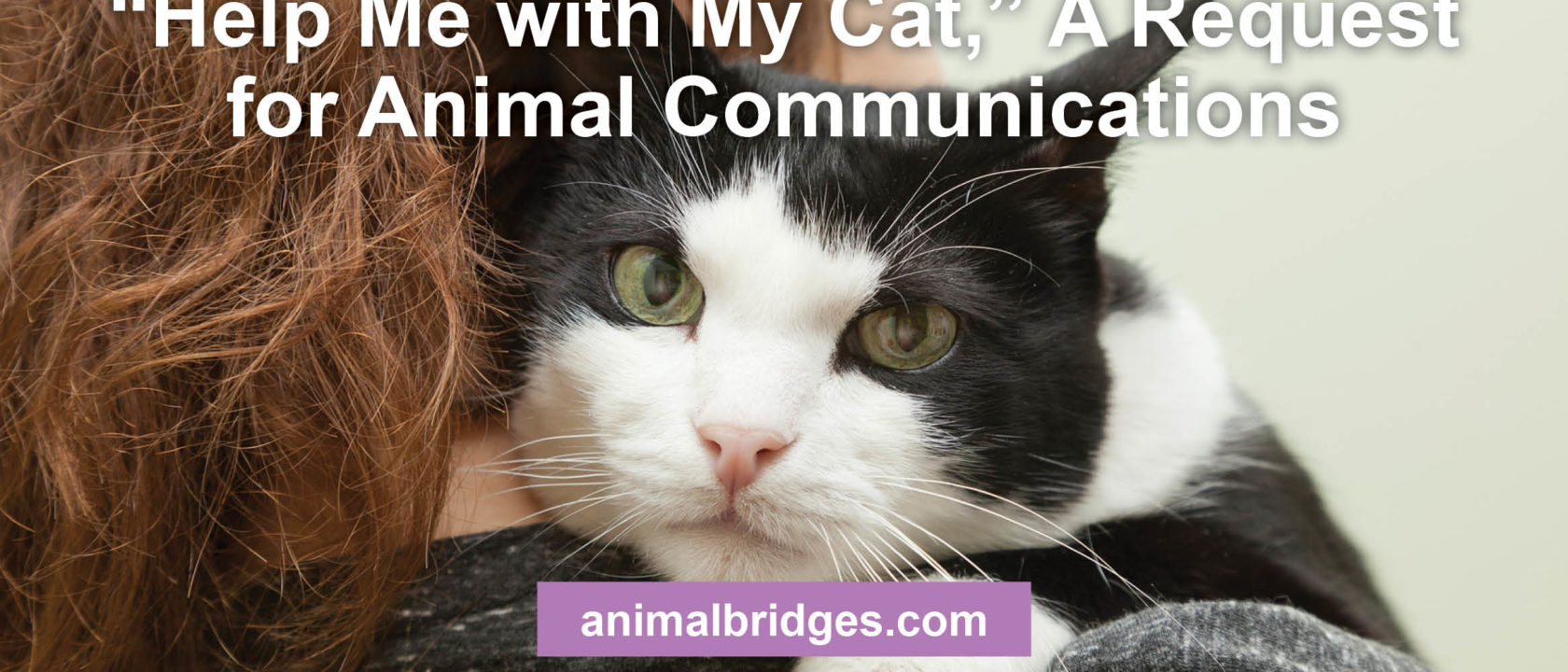 Cat behavior and animal communication