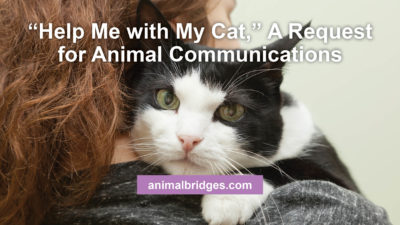 Cat behavior and animal communication