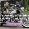 A Dog's Anxiety of Veterinarians and How It Changed My Life