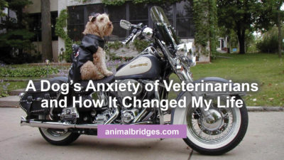 A Dog's Anxiety of Veterinarians and How It Changed My Life