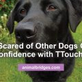Dog scared of other dogs and Ttouch