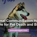 Animal communication and preparing for pet death