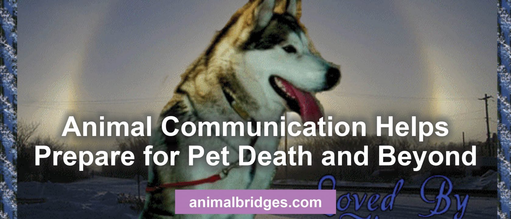 Animal communication and preparing for pet death