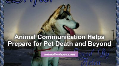 Animal communication and preparing for pet death