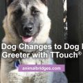 Shy Dog changes to dog park greeter with Ttouch