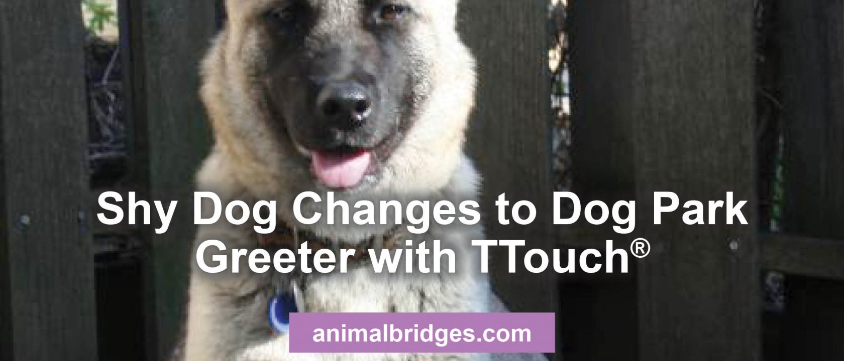 Shy Dog changes to dog park greeter with Ttouch