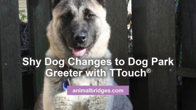 Shy Dog changes to dog park greeter with Ttouch