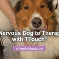 Nervous dog to therapy dog with Ttouch