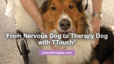 Nervous dog to therapy dog with Ttouch