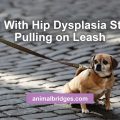 Dog with hip dysplasia
