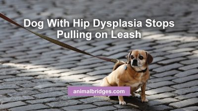 Dog with hip dysplasia