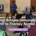 Demonstrate Ttouch to therapy animal teams