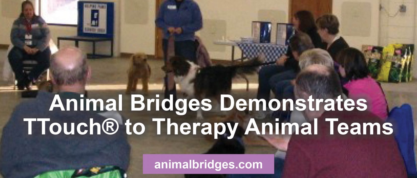 Demonstrate Ttouch to therapy animal teams