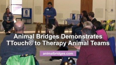 Demonstrate Ttouch to therapy animal teams