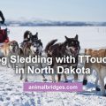 Dog sledding with Ttouch