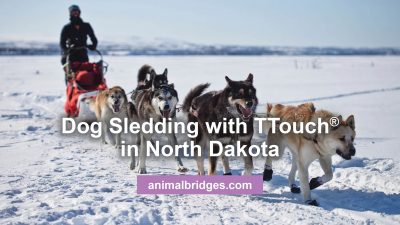 Dog sledding with Ttouch