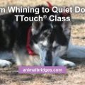 From whining to quiet dog in Ttouch class