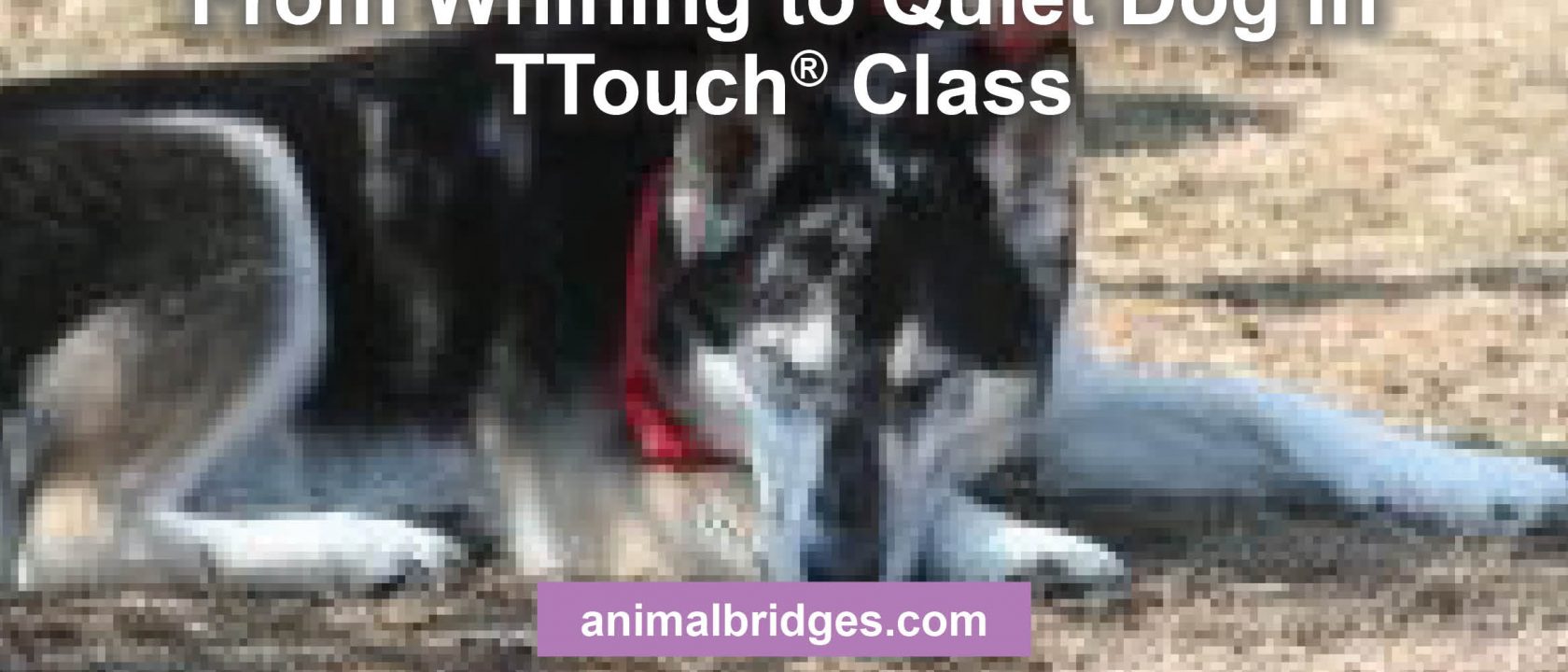 From whining to quiet dog in Ttouch class