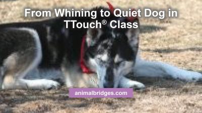 From whining to quiet dog in Ttouch class