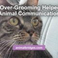 Cat over-grooming helped with animal communication