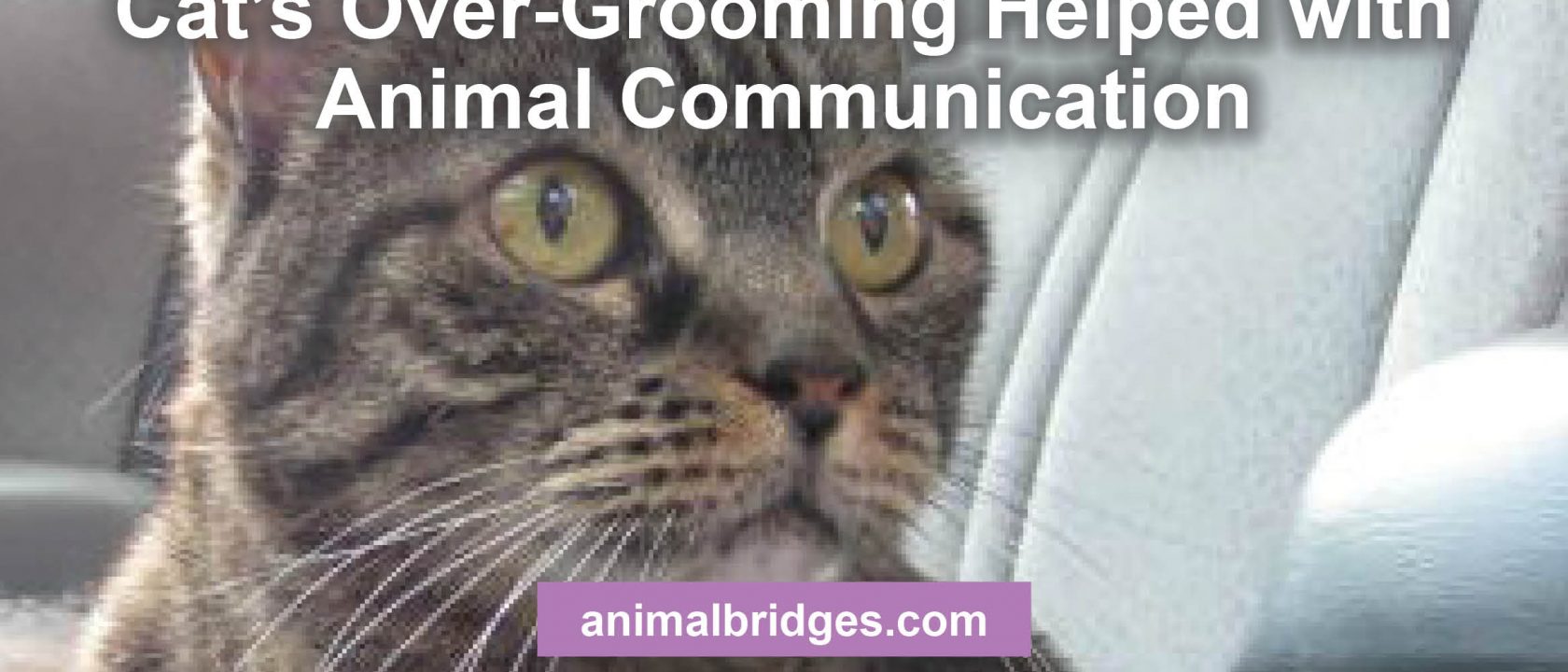 Cat over-grooming helped with animal communication