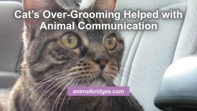 Cat over-grooming helped with animal communication