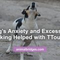 Dog anxiety and barking helped with Ttouch