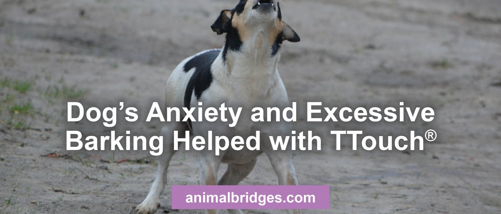 Dog anxiety and barking helped with Ttouch