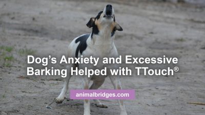 Dog anxiety and barking helped with Ttouch