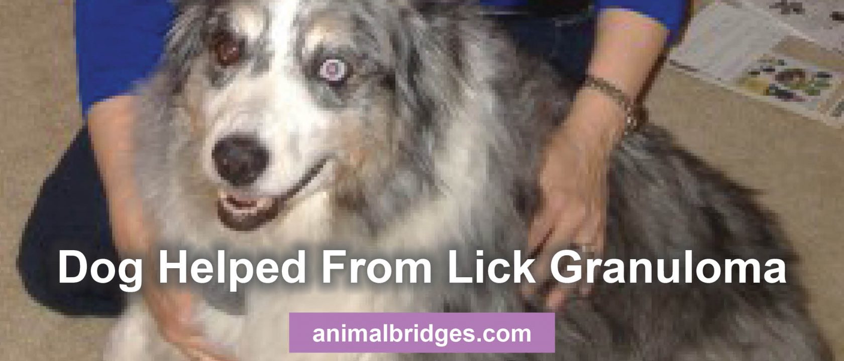 Dog lick granuloma with animal communication