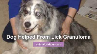 Dog lick granuloma with animal communication