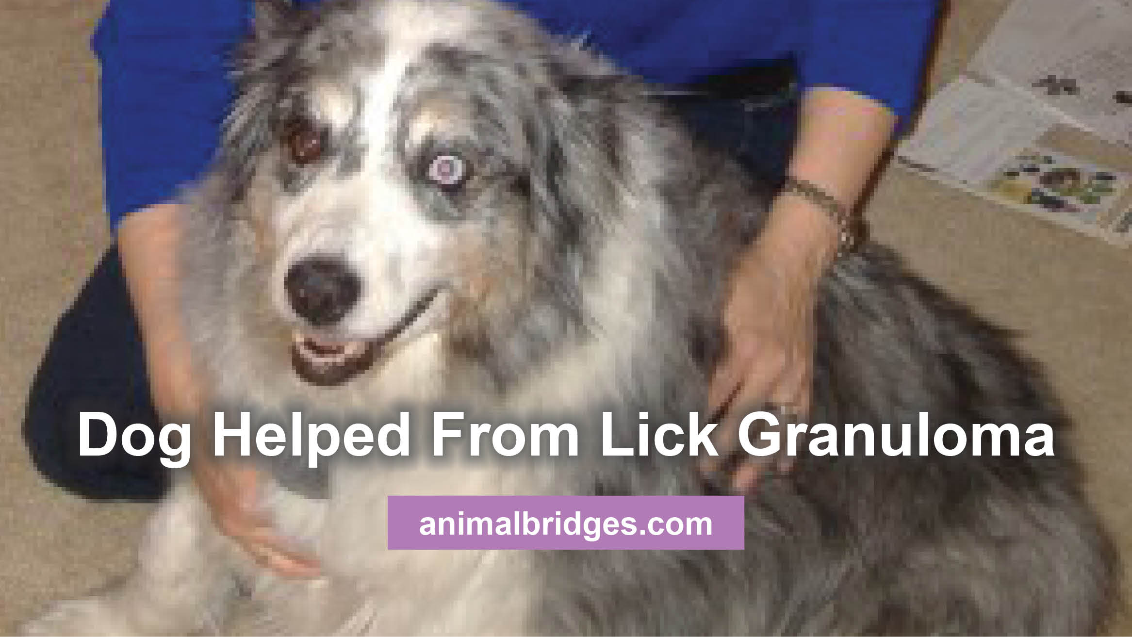 Dog Helped From Lick Granuloma