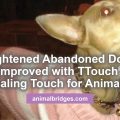 Ttouch Healing touch for animals