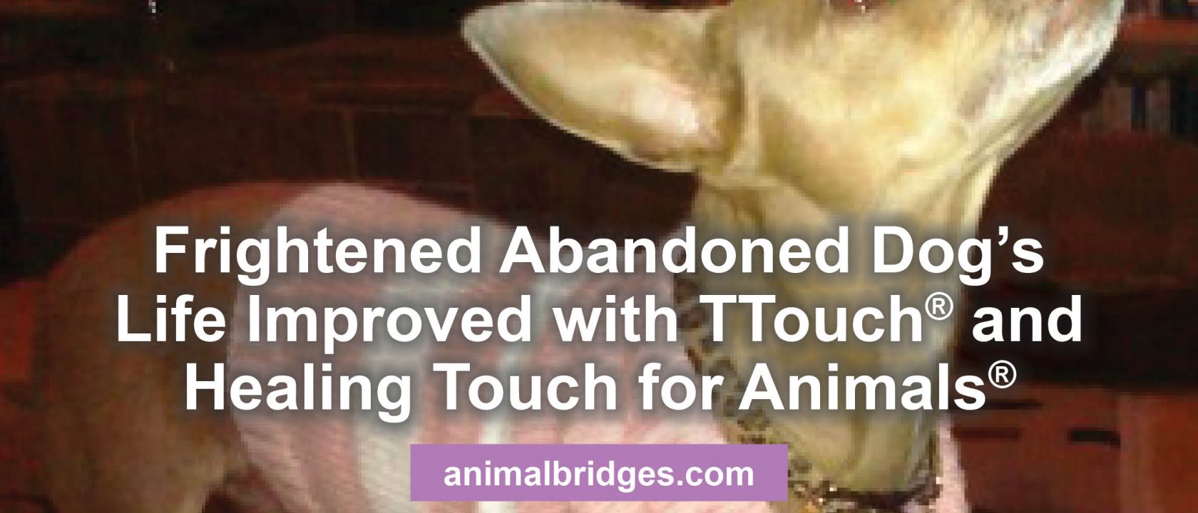 Ttouch Healing touch for animals