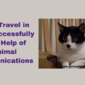 Cats Travel in Car with Help of Animal Communications