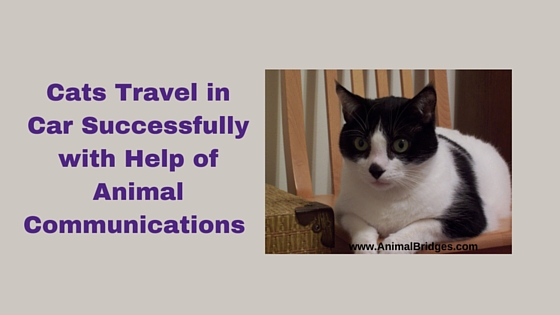 Cats Travel in Car with Help of Animal Communications