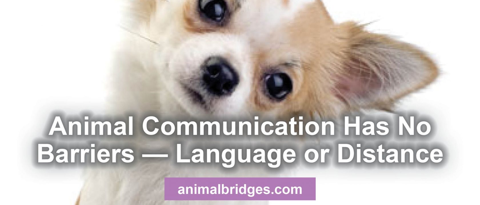 Animal communication has no barriers - language or distance