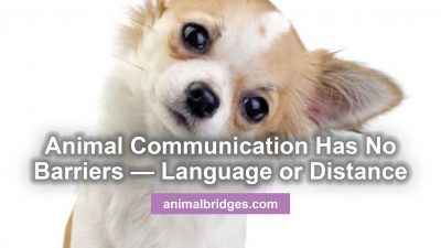 Animal communication has no barriers - language or distance