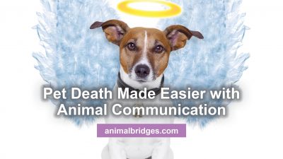 Pet death made easier with animal communications.