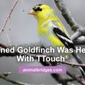 stunned gold finch helped with Ttouch