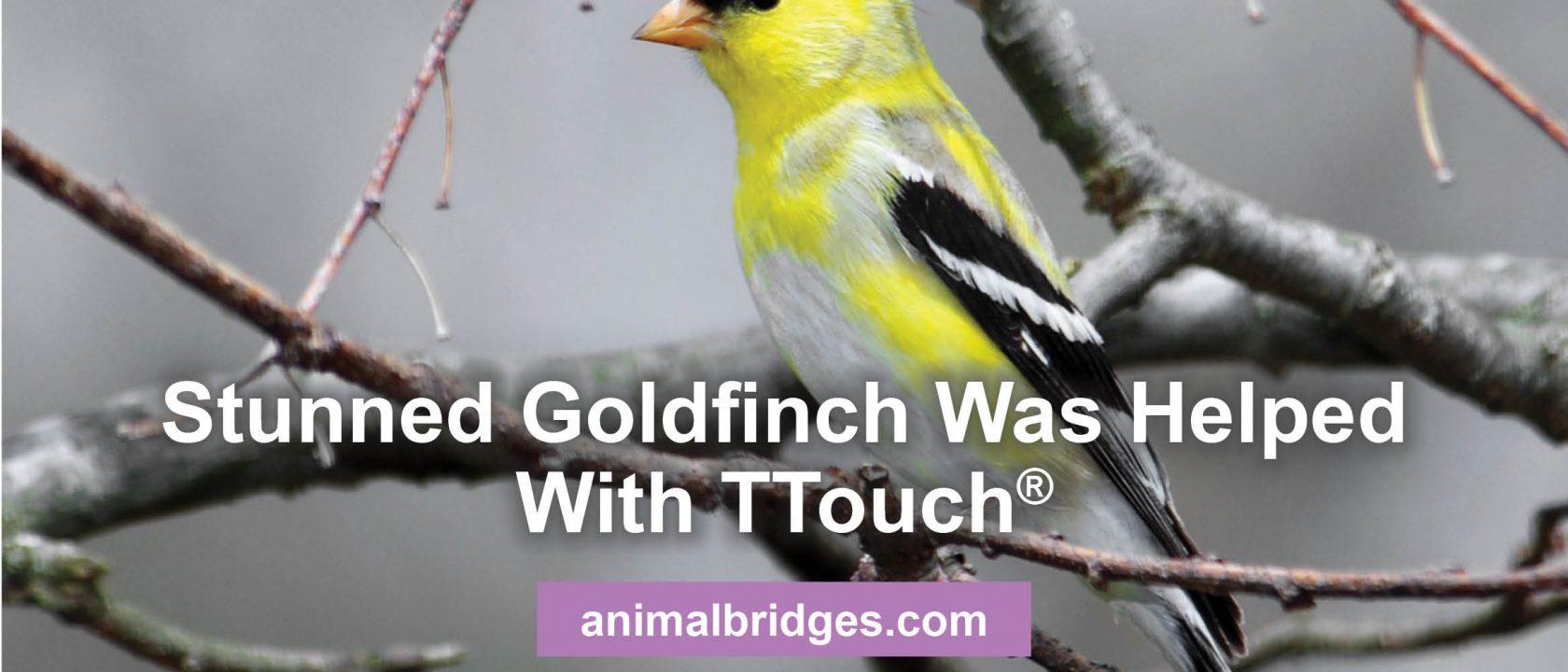 stunned gold finch helped with Ttouch